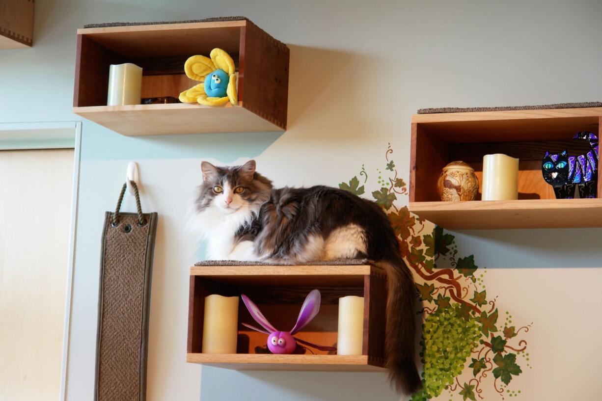 Custom-built boxes provide both storage and vertical space for a cat. Choosing just the right gear and tweaking your home is key to keeping felines safe and stimulated.