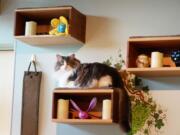 Custom-built boxes provide both storage and vertical space for a cat. Choosing just the right gear and tweaking your home is key to keeping felines safe and stimulated.