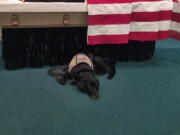 PTSD service dog Honor lies by the casket of Wade Baker at the Wells Funeral Home in Waynesville, N.C. When he saw his master lying in the flag-draped casket, the Labrador pushed through the clutch of weeping family members, reared up, placed his paws on the edge and tried to climb in. Unable to comfort Baker, he curled up underneath.