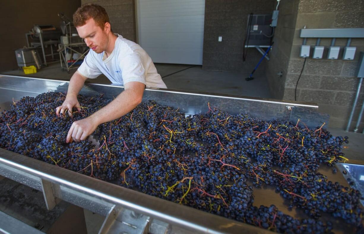 Washington State University Wine Science Center intern Colin Hickey examines merlot grapes received from Klipsun Vineyards as the grapes move along a conveyor towards the crusher in Richland.