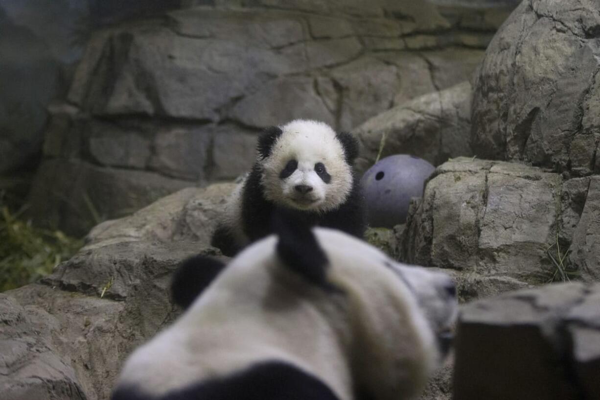 Bao Bao, a four-and-a-half-month-old giant panda cub, looks toward her mother Mei Xiang as she makes her public debut Monday at the National Zoo in Washington.