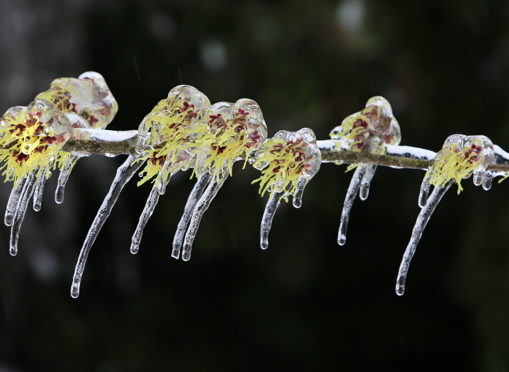 Witch-hazel flowers are frozen in mid-bloom beneath a layer of ice after freezing rain in Eugene, Ore. on Saturday, Feb. 8, 2014.