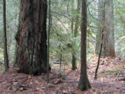 An unmarked trail in Gifford Pinchot National Forest on the edge of the Columbia River Gorge that brings hikers among a grove of large Douglas fir and cedar trees.