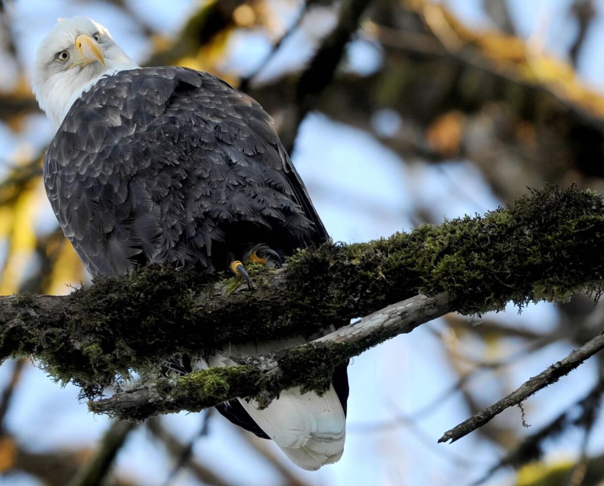 A bald eagle rests in a tree above the Skagit River looking for a meal near Concrete.