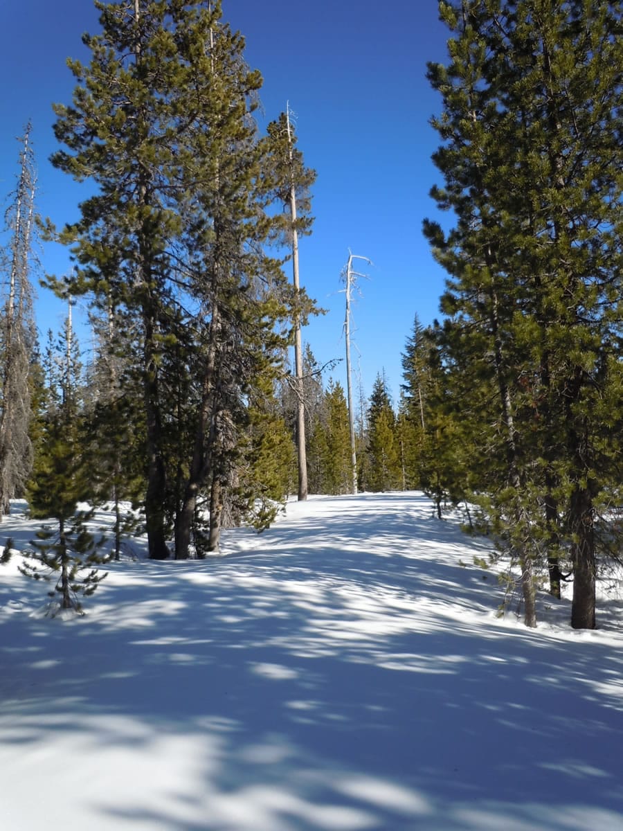 Conditions at Swampy Lakes Sno-park were great for snowshoeing in Bend, Ore., on Jan.