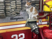 Carlow the cat was found by firefighters of Engine 22, Ladder 13 in upper Manhattan and became their mascot.