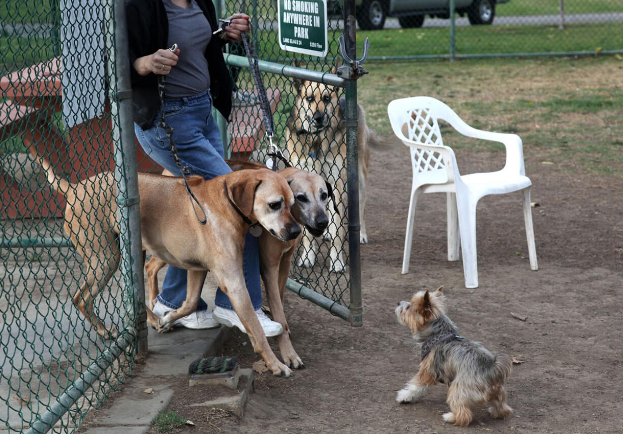 To keep dog play safe and fun, you need to recognize when to calm the situation, and this should start before you're even in the park.