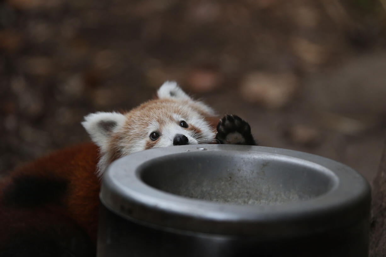 A male red panda cub, born in June, peeks over a water bowl while making its public debut along with a female cub Wednesday at the Philadelphia Zoo.