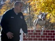 Poughkeepsie, N.Y., police Officer Justin Bruzgul runs with Kiah on Nov. 4 on an obstacle course at K-9 school in Stone Ridge, N.Y. Kiah, a 2 1/2 -year-old pit bull, will soon join the Poughkeepsie Police Department as a crime-fighting, drug-sniffing police dog, a move that advocates of the breed say will counter the stereotypical image of the dog as a dangerous breed beloved by criminals.