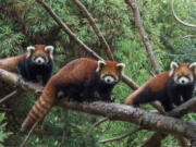 A red panda flanked by two baby red pandas at the Prospect Park Zoo in the Brooklyn borough of New York, where they have made their debut. The male and female pandas, which look similar to raccoons, are not members of the bear family that giant pandas belong to. The red pandas were born at the Brooklyn zoo on July 1.