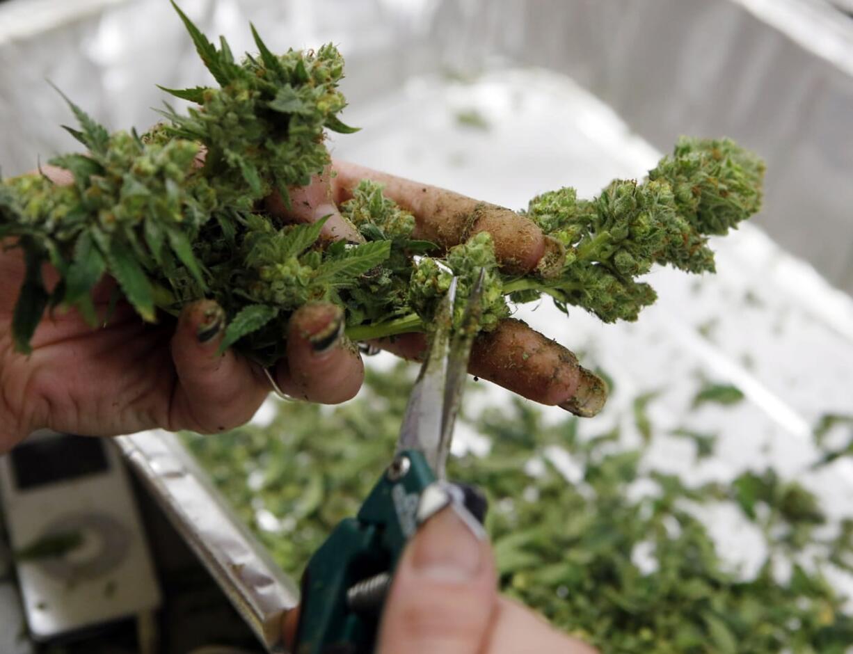 A worker processes marijuana in the trimming room at the Medicine Man dispensary and grow operation in northeast Denver, where recreational pot usage has also been legalized.