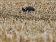 An Emu stands on a farm field in Odessa, Del., on Wednesday.  It has been on the run for the past 66 days and  prompted a "soft" lockdown at two Odessa-Townsend area elementary schools Monday. The emu has wandered into traffic and has outrun state police, state wildlife officials and an exotic animal expert.