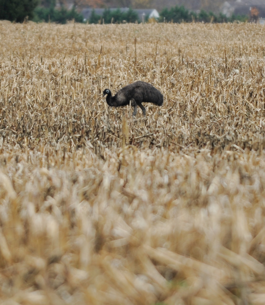 An Emu stands on a farm field in Odessa, Del., on Wednesday.  It has been on the run for the past 66 days and  prompted a "soft" lockdown at two Odessa-Townsend area elementary schools Monday. The emu has wandered into traffic and has outrun state police, state wildlife officials and an exotic animal expert.