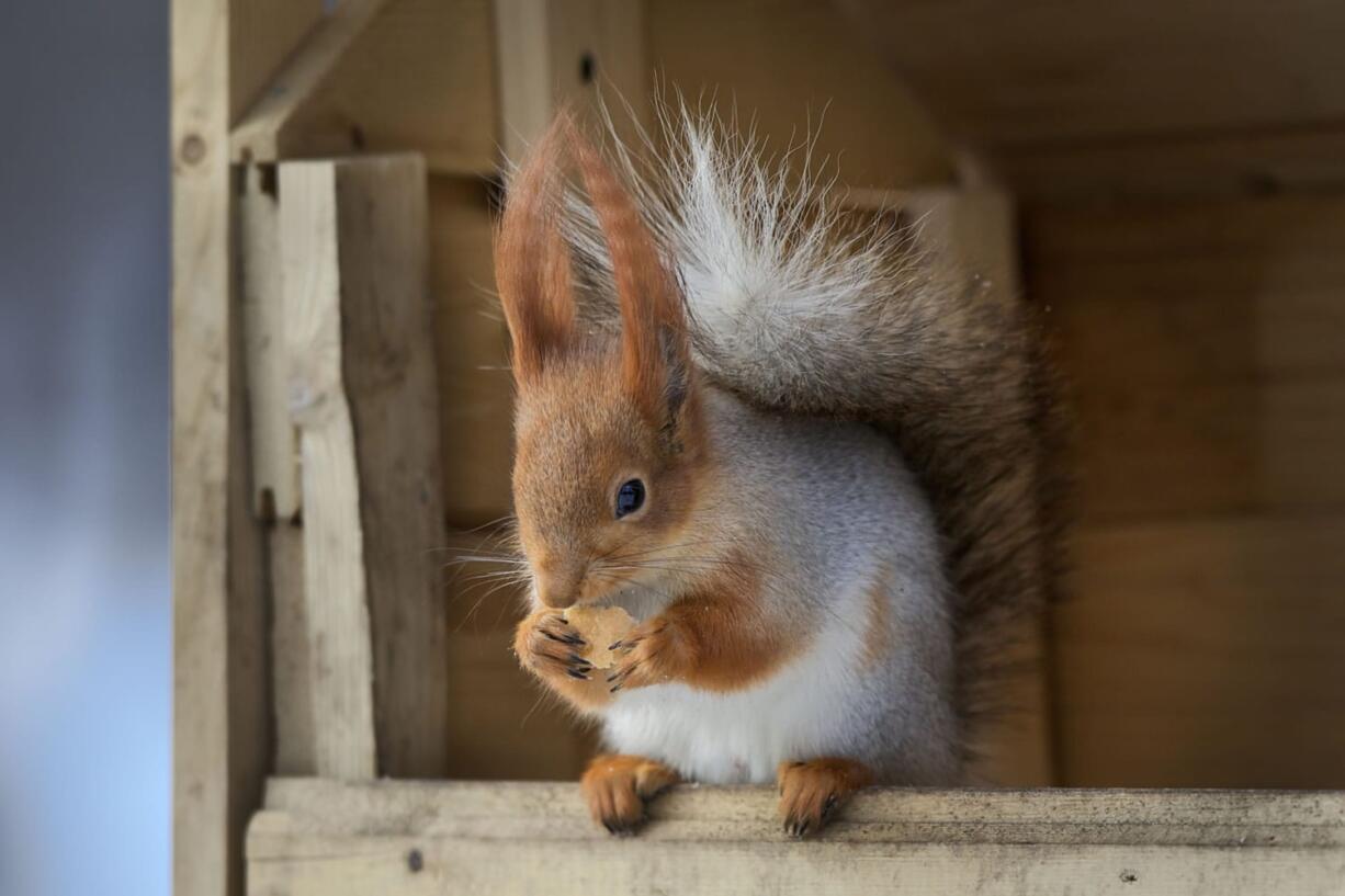 A squirrel eats,  in Moscow's &quot;Neskuchny Sad&quot; park in Moscow, Russia. One by one, the bushy-tailed residents of Moscow's parks have been disappearing. The problem: Russians have gone nuts for squirrels. City official Alexei Gorelov told the Associated Press on Wednesday that he has received multiple reports of squirrel poaching in local parks. In response, municipal authorities on Jan.