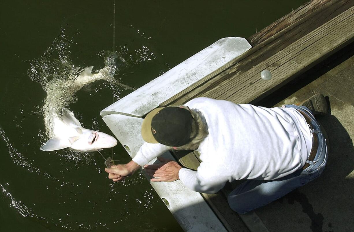 Anglers kept approximately 7,900 sturgeon from the lower Columbia and lower Willamette rivers in 2013, the final year of retention.