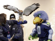 &quot;Taima,&quot; an auger hawk, flaps her wings while standing on the arm of her handler and next to the Seattle Seahawks' mascot &quot;Blitz&quot; (0) on Monday.