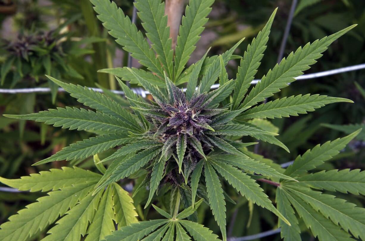 A marijuana plant grows at the River Rock marijuana growing facility in Denver.