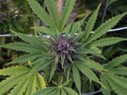 A marijuana plant grows at the River Rock marijuana growing facility in Denver.