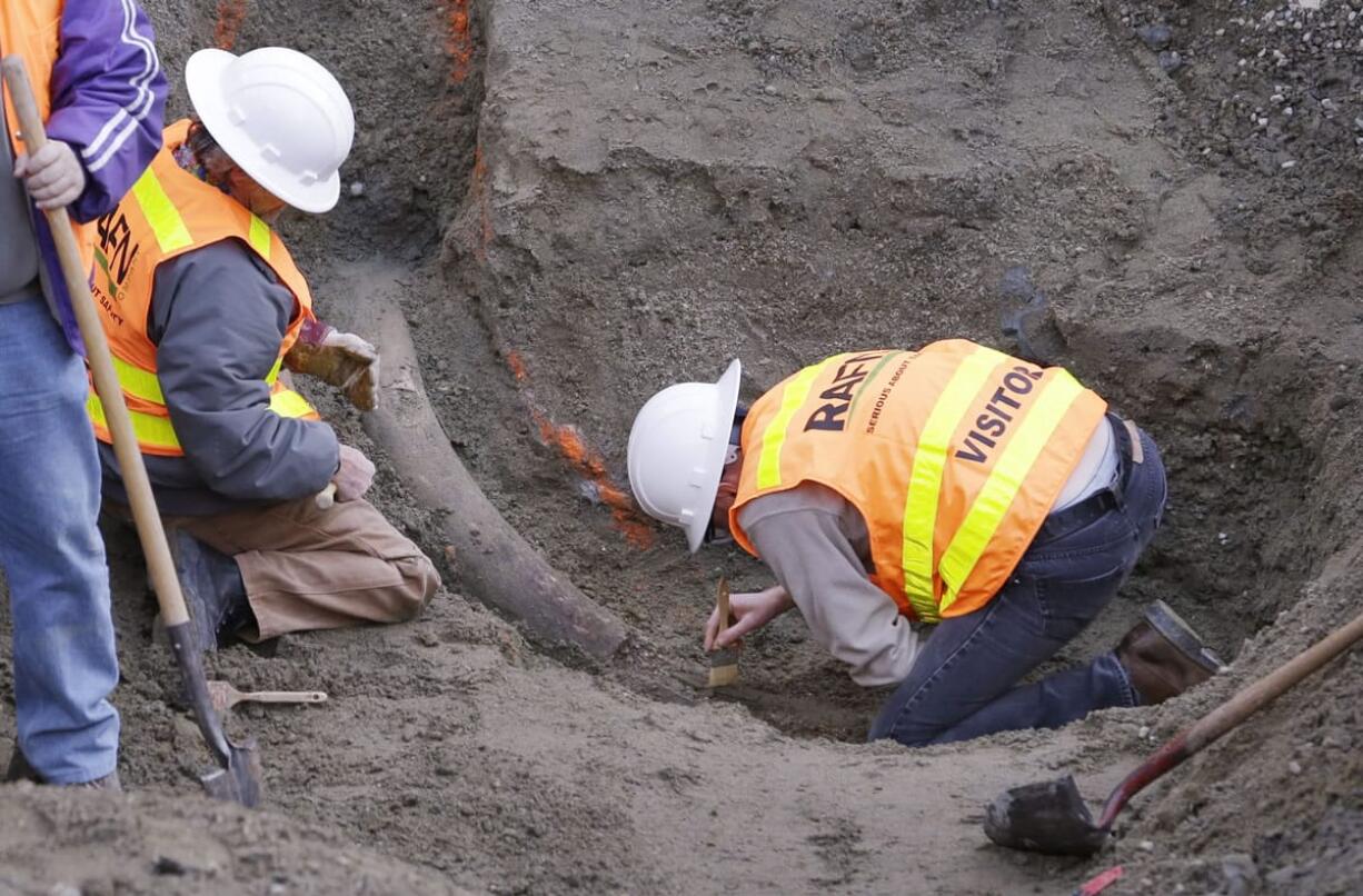 Researchers from the University of Washington's Burke Museum on Thursday clean dirt from around a fossilized mammoth tusk that was found earlier in the week in Seattle.