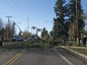 A 110-foot Douglas fir fell onto Northeast 28th Street in Vancouver on Sunday afternoon, taking down a power line and causing the street to be closed for hours.