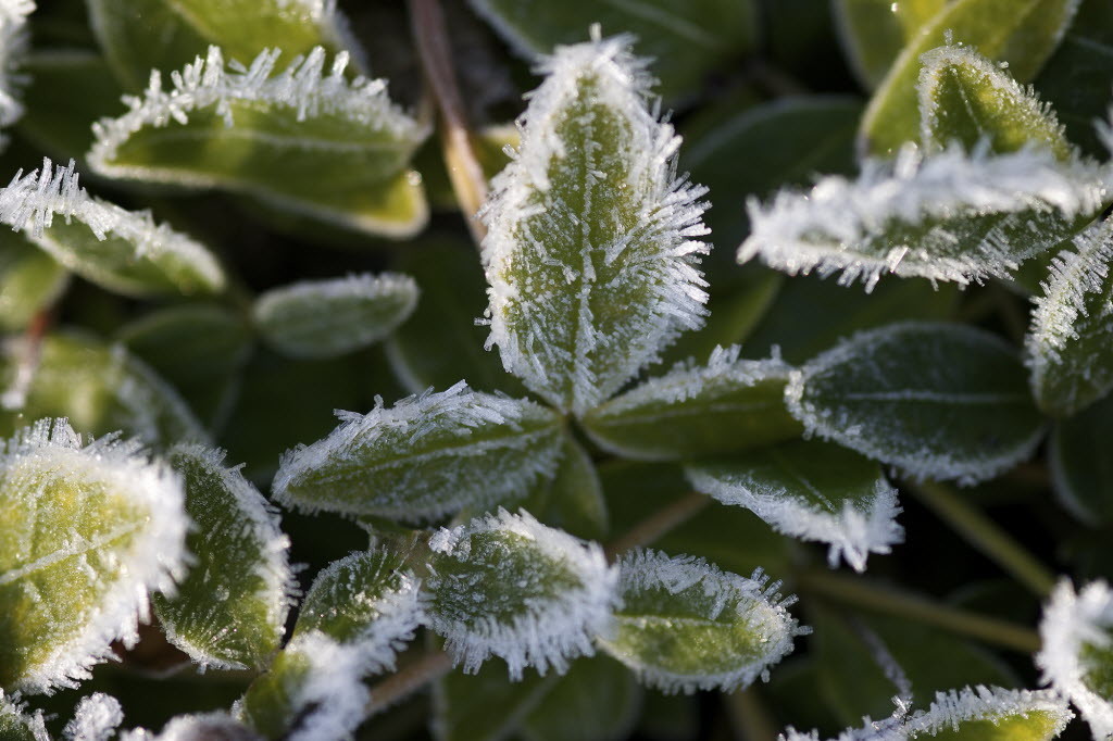 Frost covers leaves in a Salmon Creek garden.