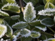 Frost covers leaves in a Salmon Creek garden.