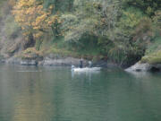 Anglers continue to fish for coho in the North Fork of the Lewis River.