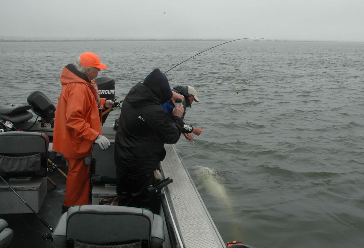 Guide Bob Rees prepares to release a sturgeon caught in the Columbia River estuary near Hammond, Ore.