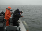 Guide Bob Rees prepares to release a sturgeon caught in the Columbia River estuary near Hammond, Ore.