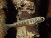 Two-inch juvenile chinook salmon that had not been in the wild were used for the testing.