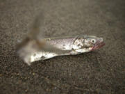 Smelt littered the beaches of the lower Columbia River during the huge run in 2013.