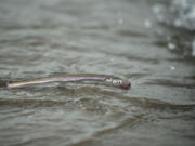 Beaches along the lower Columbia River were littered with dead and dying smelt last March.