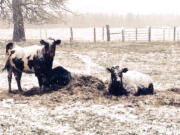 Cows lounge in the snow on Thursday in the Hockinson area.