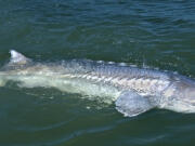 Catch-and-release angling for sturgeon will continue, but retention in sport and commercial fisheries will be banned in the lower Columbia in 2014.