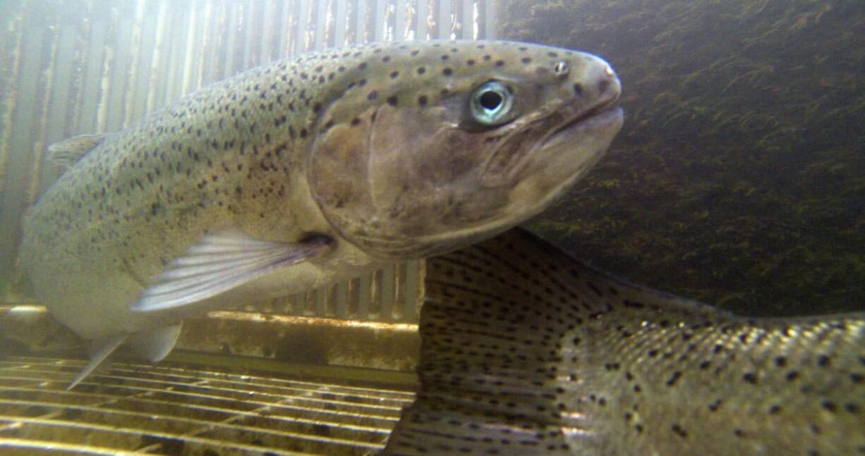 A pair of summer steelhead at Skamania Hatchery on the North Fork of the Washougal River.