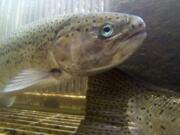 A pair of summer steelhead at Skamania Hatchery on the North Fork of the Washougal River.