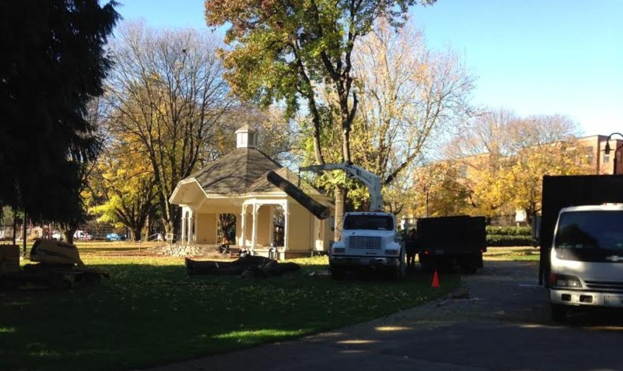 Public Works crews removed three sweetgum trees in Esther Short Park Thursday.