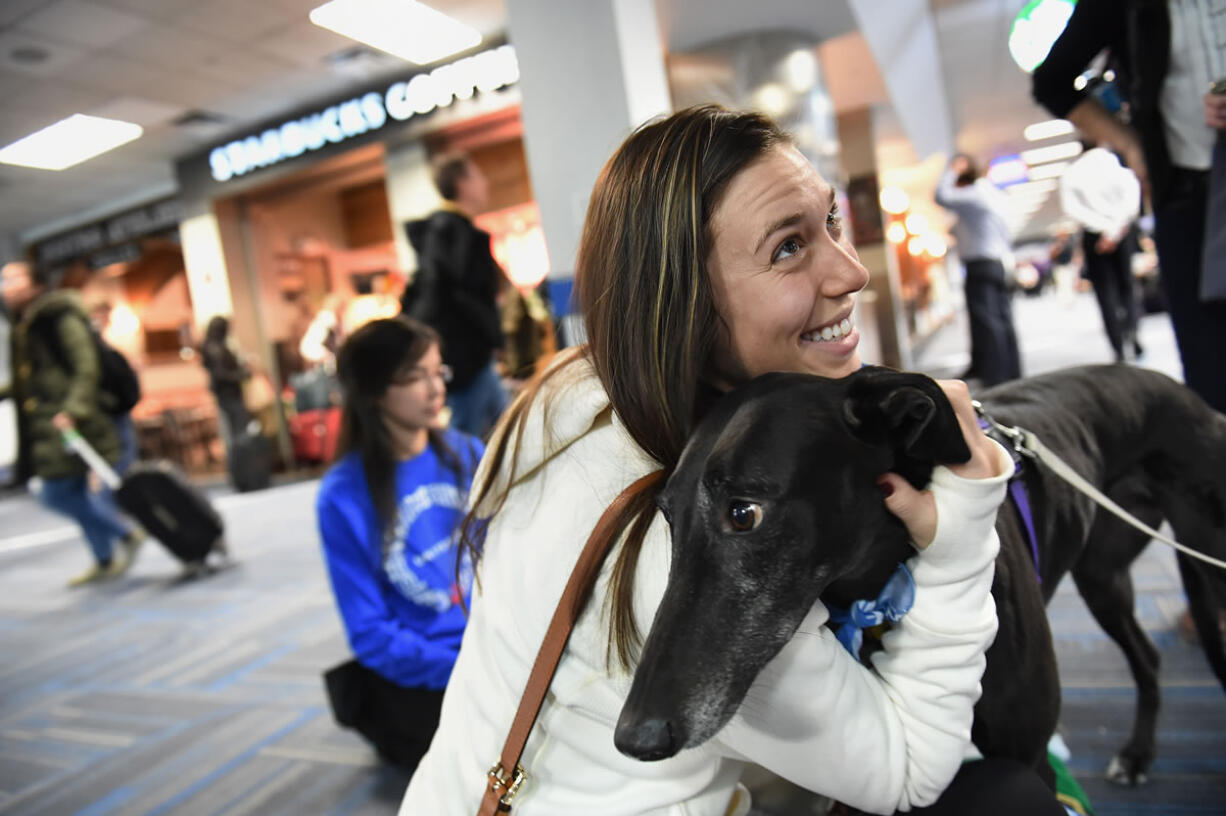 Madison Barcken, who was on her way to San Diego, pets Callie, a greyhound that was part of United Paws at Dulles International Airport in Virginia.