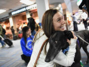 Madison Barcken, who was on her way to San Diego, pets Callie, a greyhound that was part of United Paws at Dulles International Airport in Virginia.