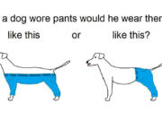 The Internet is abuzz with the dog pants discussion.