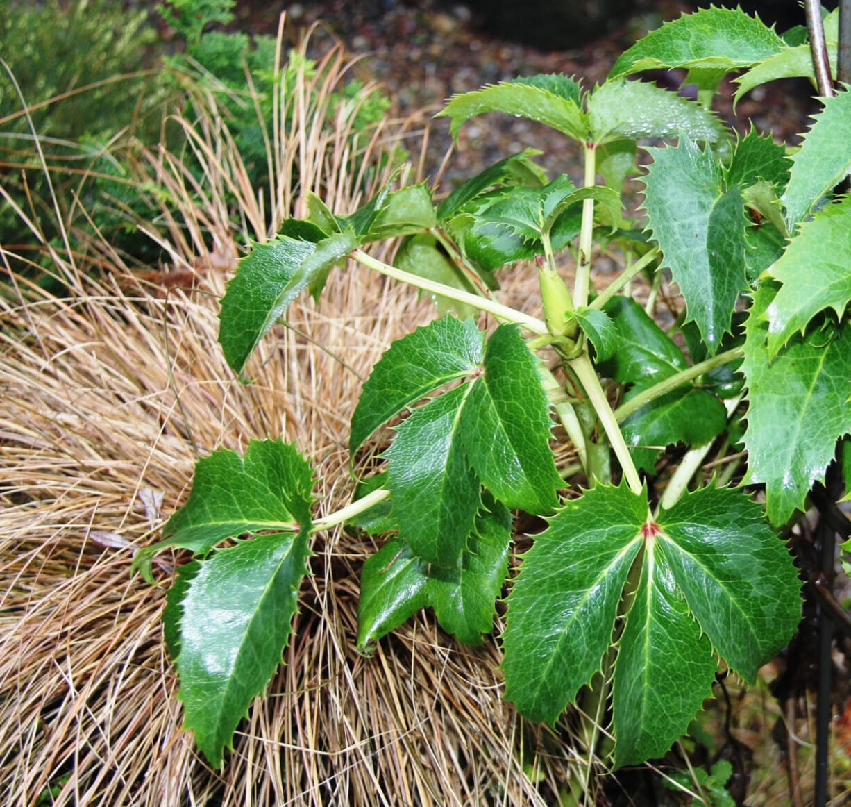 Remove tattered foliage from Hellebores now but hold off on trimming ornamental grasses until early spring.