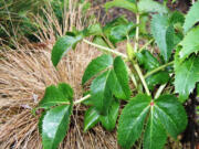 Remove tattered foliage from Hellebores now but hold off on trimming ornamental grasses until early spring.