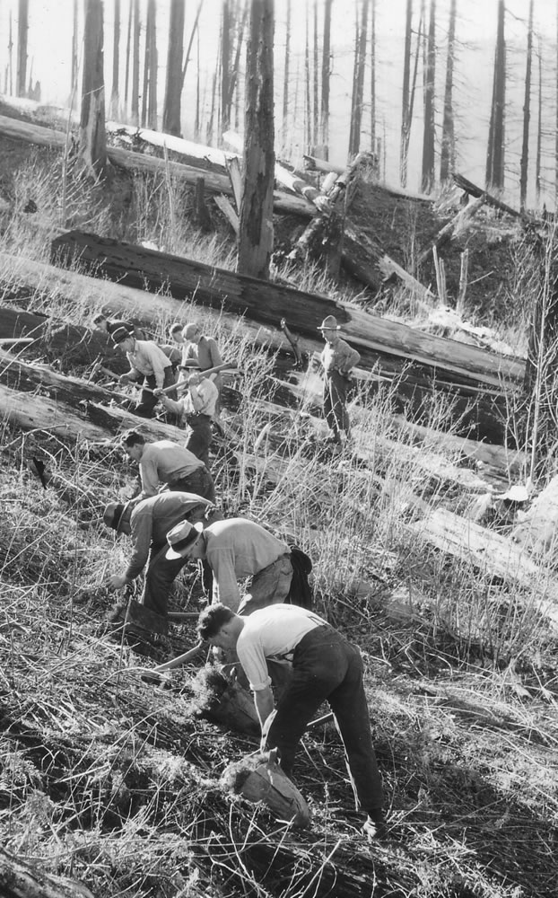 A Civilian Conservation Corps crew plants trees in the Yacolt  Burn area in north Clark County in 1936.