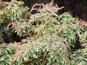 Robb Rosser
Pieris japonica 'Variegata' carries immature flower buds through the winter months for a floriferous Lily of the Valley flower display in early spring.