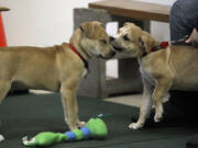 Littermates Maxx, left, and Roxie reunite during a basic puppy-training class.