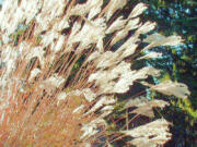 Even in late winter, the ornamental grasses maintain their presence in the garden.