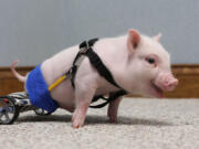 Chris P. Bacon was born without the use of his hind legs. Last month, Clermont, Fla., vet, Dr.