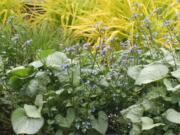 Brunnera 'Looking Glass' sports pale blue, forget-me-not flowers above a sea of silver-white foliage with contrasting green veins.