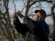 Magdaleno ties down branches on a plum tree orchard in Selma, Calif.