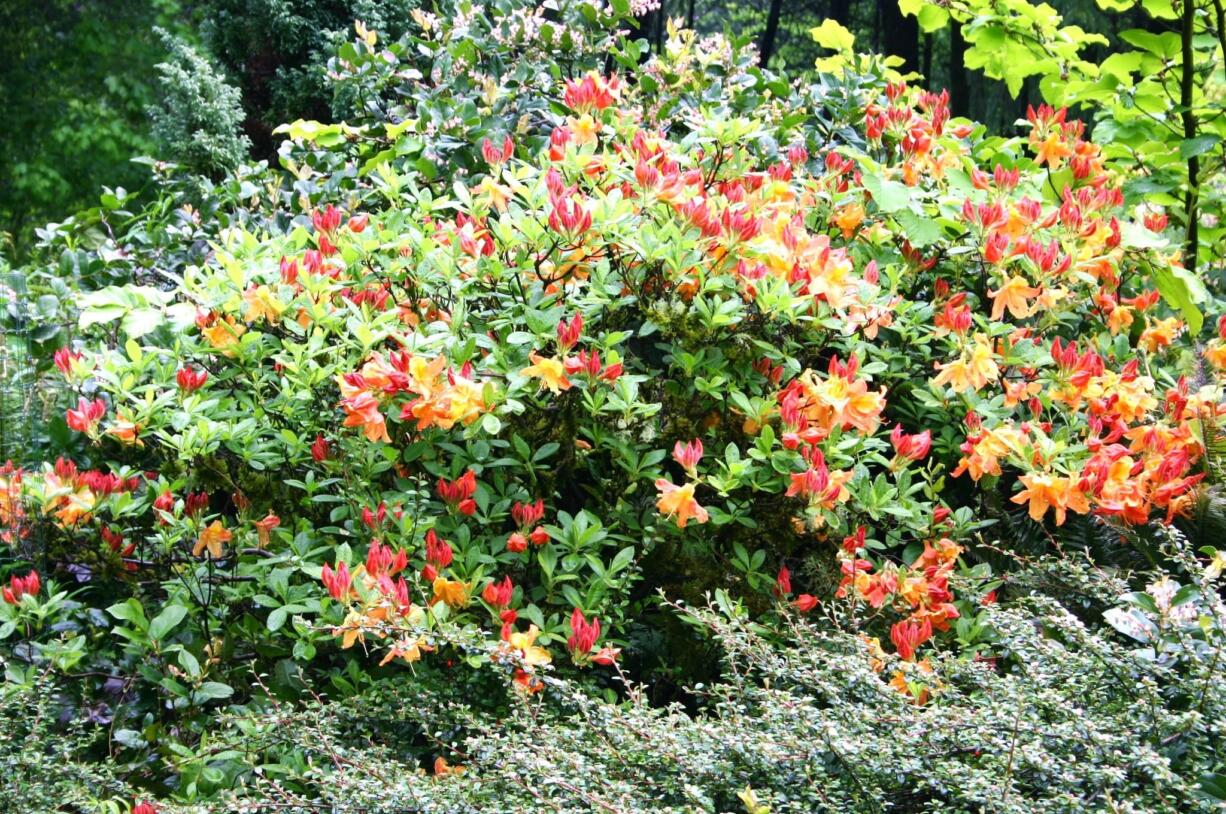 Robb Rosser
With spring comes the dazzling flower show of our acid-loving rhododendrons and azaleas.